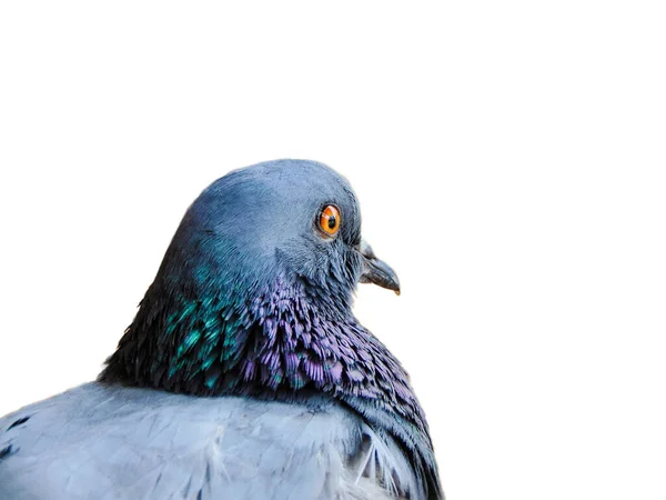 Pigeon Isolated White Background Closeup View — Stock Photo, Image