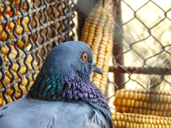 Taube Nahaufnahme Vogel Tier — Stockfoto