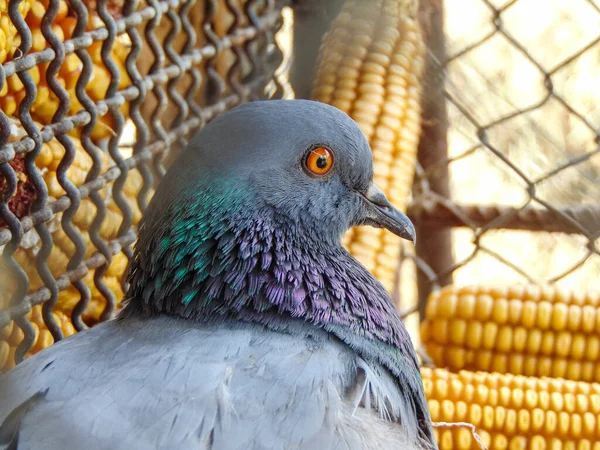 Pigeon Closeup View Bird Animal — Stock Photo, Image