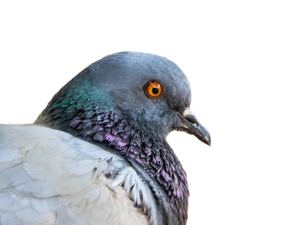 Pigeon Isolé Sur Fond Blanc Vue Rapprochée — Photo