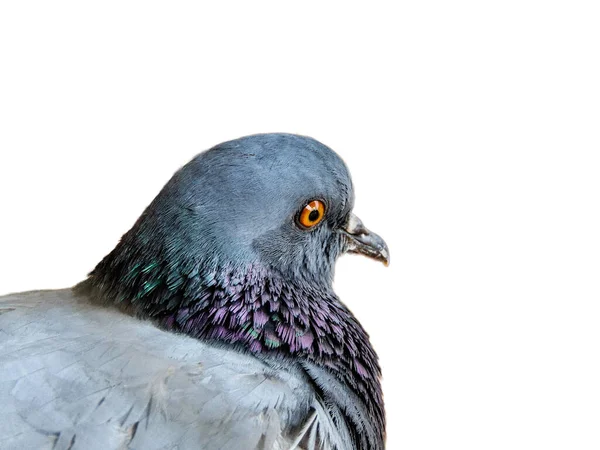 Pigeon Isolated White Background Closeup View — Stock Photo, Image