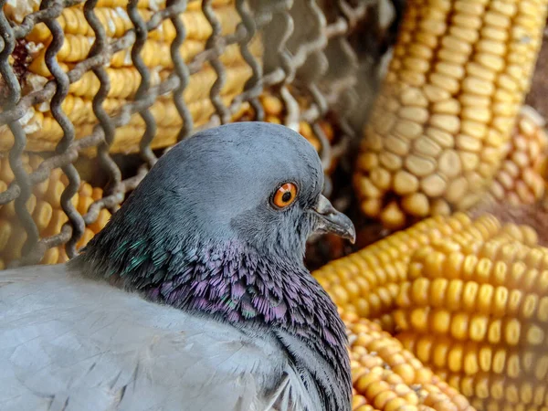 Taube Nahaufnahme Vogel Tier — Stockfoto