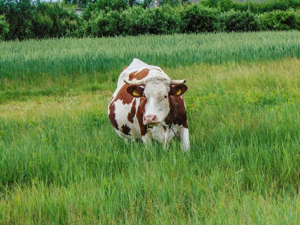 Vache Sur Herbe Printemps Roumanie — Photo