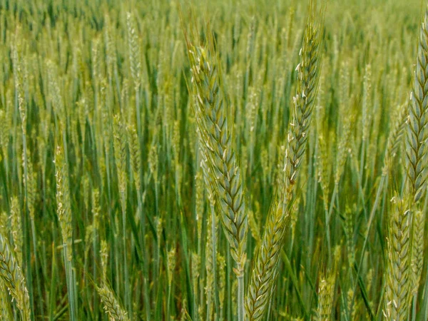 Kedja Med Einkorn Grönt Vete Rumänien Vår — Stockfoto