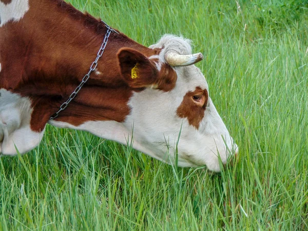 Uma Vaca Apascenta Grama Roménia — Fotografia de Stock