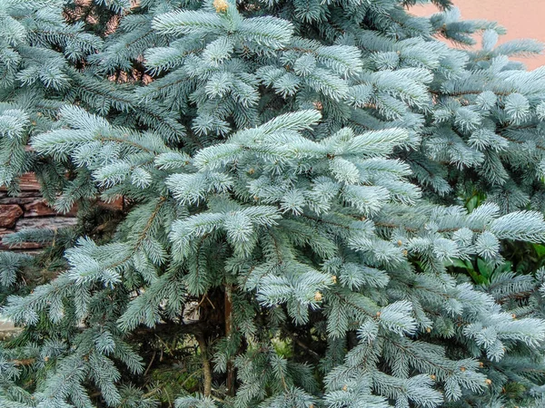 Colorado Blue Spruce Вид Крупным Планом — стоковое фото