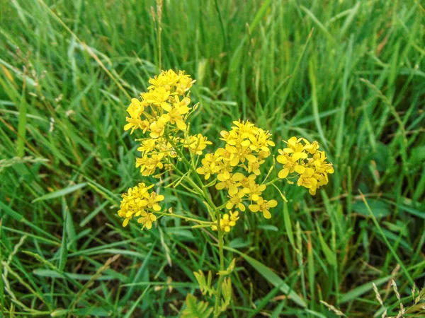 Berro Amarillo Austriaco Rorippa Austriaca Flor —  Fotos de Stock