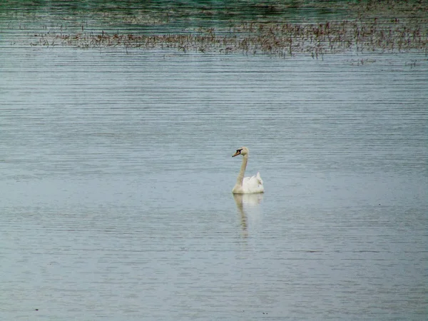 Schöner Schwan Auf Einem See Natur — Stockfoto