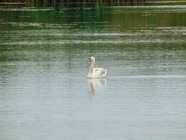 Schöner Schwan Auf Einem See Natur — Stockfoto