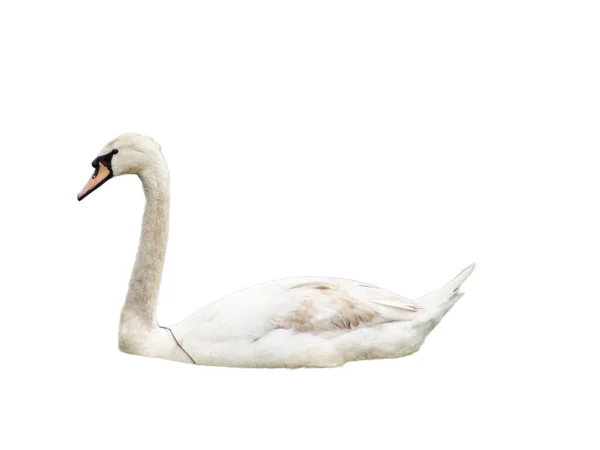 Beautiful Swan Isolated White Background — Stock Photo, Image