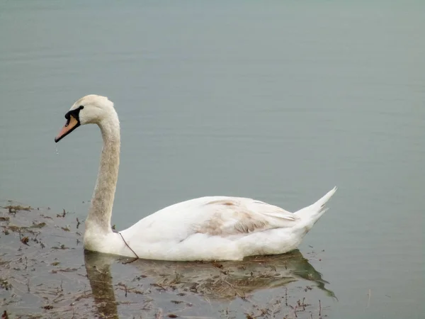 Schöner Schwan Auf Einem See Natur — Stockfoto