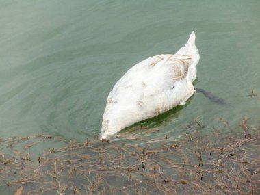 Kafası suyun altında kalmış bir kuğu.