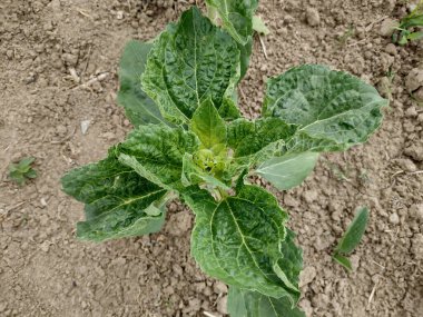 Topraktaki ayçiçeği bitkisi - tarım