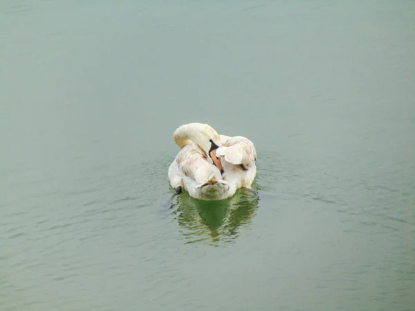 Beau Cygne Sur Lac Nature — Photo