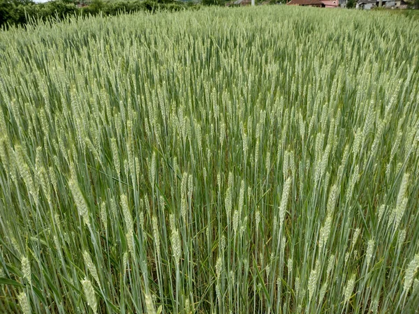 Kedja Med Einkorn Grönt Vete Rumänien Vår — Stockfoto