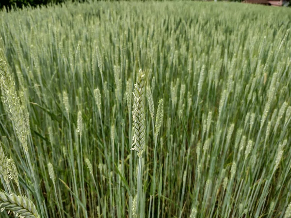 Ketting Met Einkorn Groene Tarwe Roemenië Voorjaar — Stockfoto