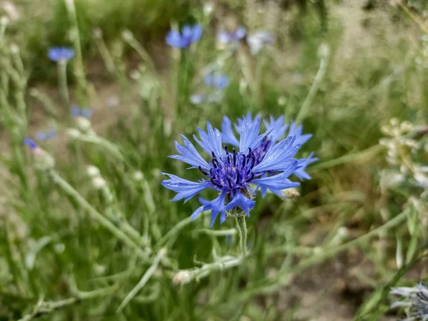 Cornflower Cyanus Segetum Τον Μάιο Φύση — Φωτογραφία Αρχείου