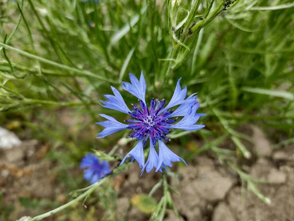 Cornflower Cyanus Segetum Τον Μάιο Φύση — Φωτογραφία Αρχείου