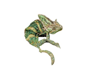 Beyaz arkaplanda yeşil bukalemun izole edilmiş