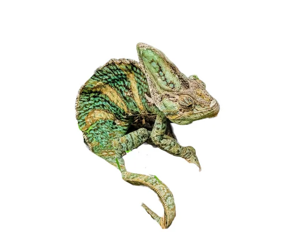 Zelený Chameleon Izolované Bílém Pozadí — Stock fotografie