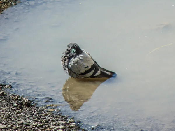 Eine Taube Sitzt Einer Wasserpfütze — Stockfoto
