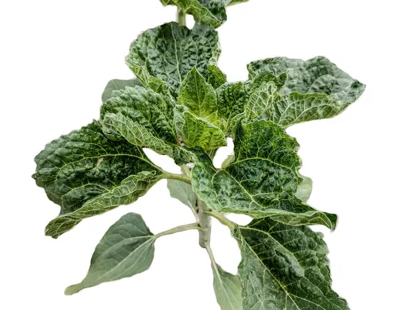 Zonnebloem Plant Geïsoleerd Witte Achtergrond — Stockfoto