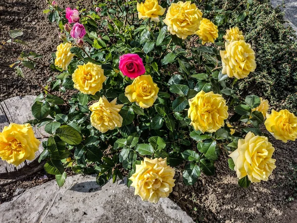 Żółte Różowe Róże Rumunii — Zdjęcie stockowe