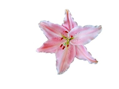 Beyaz arka planda izole edilmiş güzel pembe zambak çiçeği