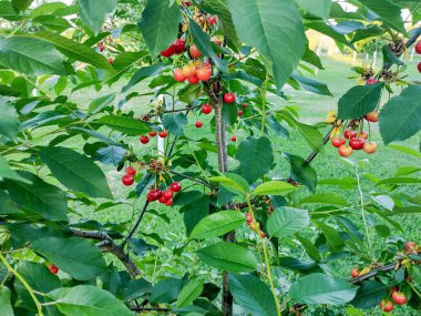 Olgun kirazlar ağaçta - Romanya, Maramures 'da