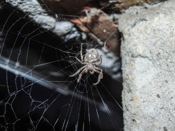 夜间蜘蛛网上的蛛形纲蜘蛛 — 图库照片