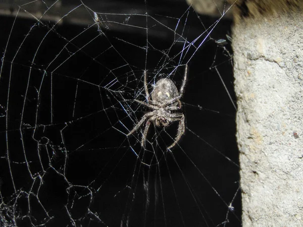Araneus Ventrikozus Örümceği Gece Örümcek Ağında — Stok fotoğraf