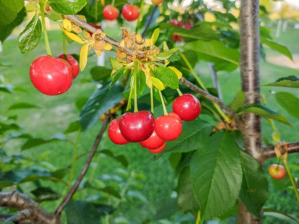 Cerezas Maduras Árbol Maramures Rumania —  Fotos de Stock