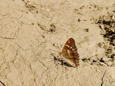 Romanya 'da çamurun üzerinde oturan küçük Mor İmparator Kelebeği