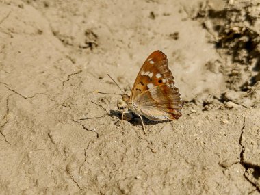 Romanya 'da çamurun üzerinde oturan küçük Mor İmparator Kelebeği