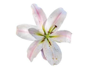 Beyaz arkaplanda izole edilmiş zambak çiçeği