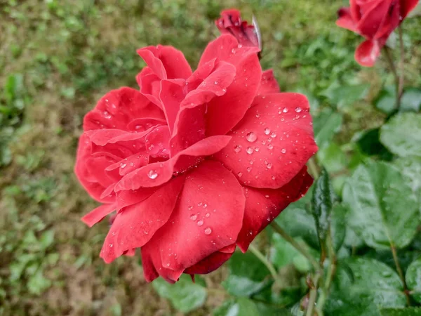 Röd Ros Med Droppar Vatten Den Efter Regn Blomsterkoncept — Stockfoto