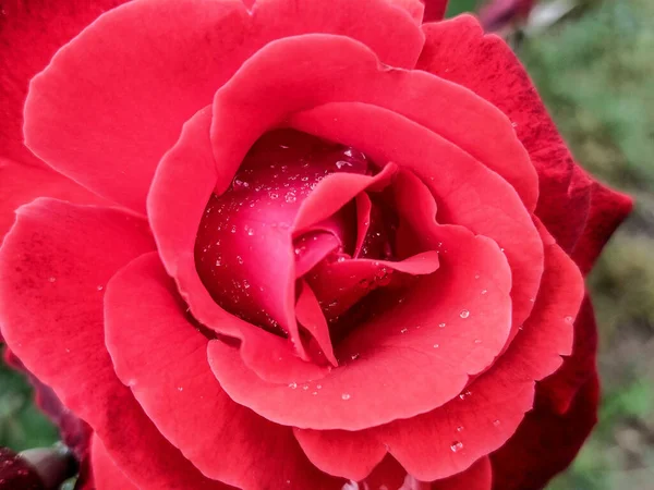 Rote Rose Mit Wassertropfen Darauf Nach Regen Blütenkonzept — Stockfoto