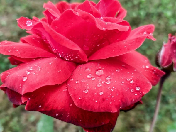 Rote Rose Mit Wassertropfen Darauf Nach Regen Blütenkonzept — Stockfoto