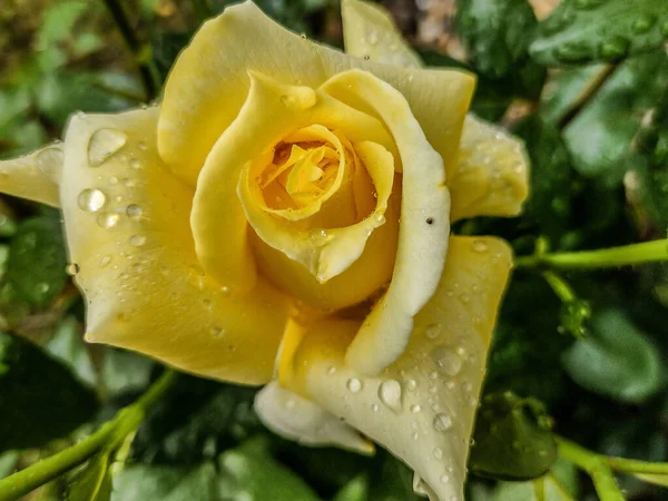 Żółta Róża Kroplami Wody Deszczu — Zdjęcie stockowe