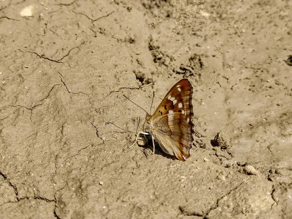 Kleiner Purpurschmetterling Sitzt Auf Dem Schlamm Rumänien — Stockfoto