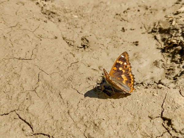 Kleiner Purpurschmetterling Sitzt Auf Dem Schlamm Rumänien — Stockfoto