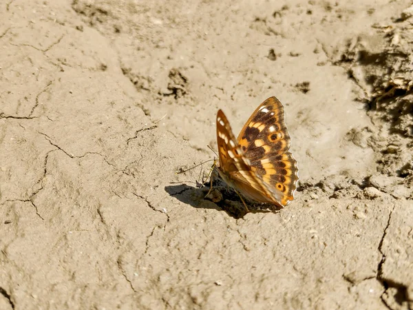 Menší Fialový Motýl Císaře Sedící Bahně Rumunsku — Stock fotografie