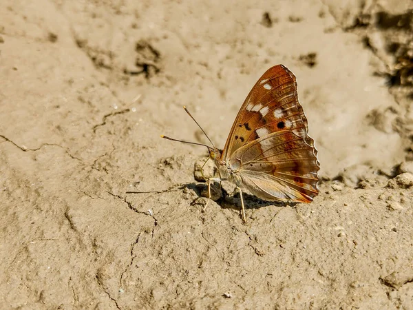 Kleiner Purpurschmetterling Sitzt Auf Dem Schlamm Rumänien — Stockfoto