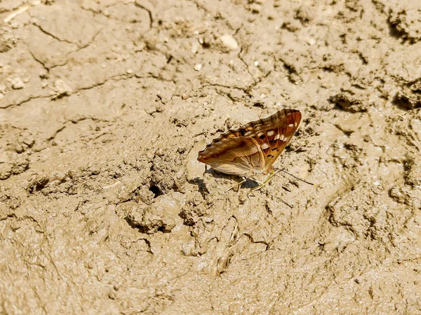 Romanya Çamurun Üzerinde Oturan Küçük Mor Mparator Kelebeği — Stok fotoğraf