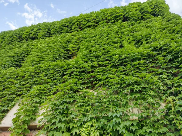 Boston Efeu Pflanze Auf Einem Gebäude Rumänien — Stockfoto