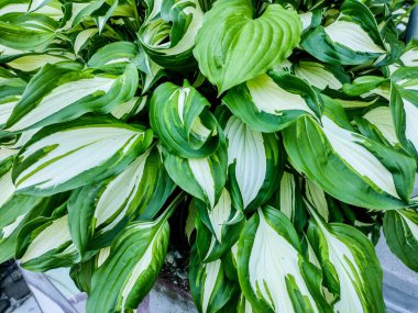 Ağustos zambağı (Hosta plantaginea) bitkisi