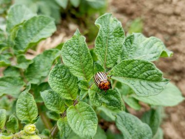 Patates yaprakları üzerinde Colorado patates böceği (Leptinotarsa decemlineata)