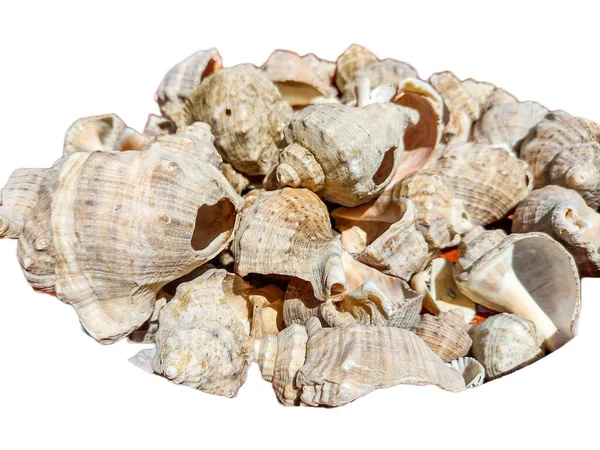 Seashells Isolated White Background — Stock Photo, Image