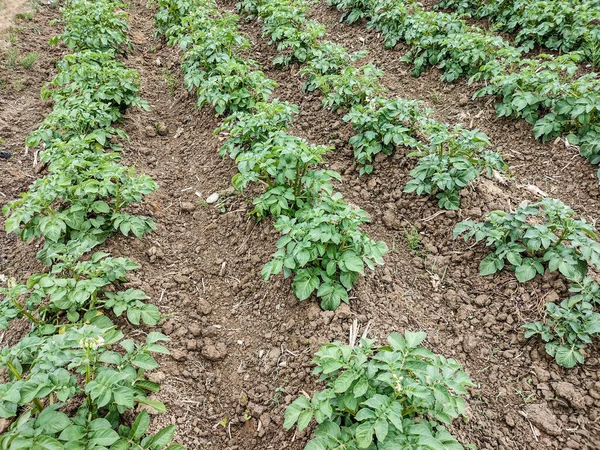 Cultivo Patatas Planta Papa Varias Filas Durante Crecimiento — Foto de Stock