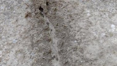 Karıncalar belli bir yolda ilerliyorlar.